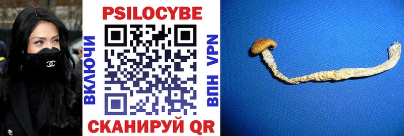 купить   Курчатов  Галлюциногенные грибы Magic Shrooms 